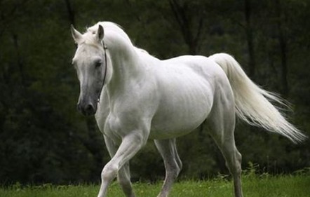 һҪ֪horse 